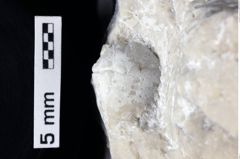 Foto (Detailansicht) von Goniodromites sp (NHMW-GEO-1990-0041-0391)